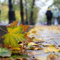 WetLeaves_Walk WetLeaves_Walk